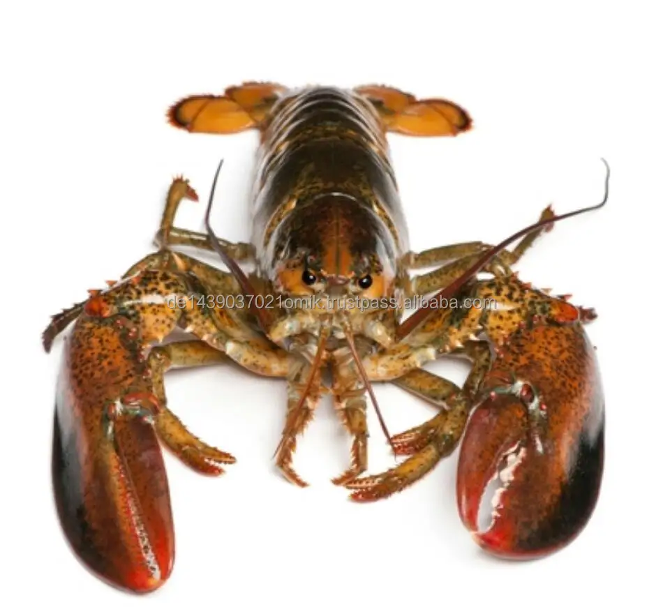 canadian lobsters.jpg
