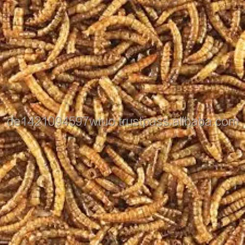 Natural Dried Mealworms Special For Your Pets Buy Dried Mealworm,Live
