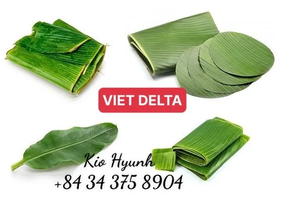 Frozen Banana Leaf Origin From Vietnam Big Thick Banana Leaf Export Ms Kio Hyunh 84 34 375 8904