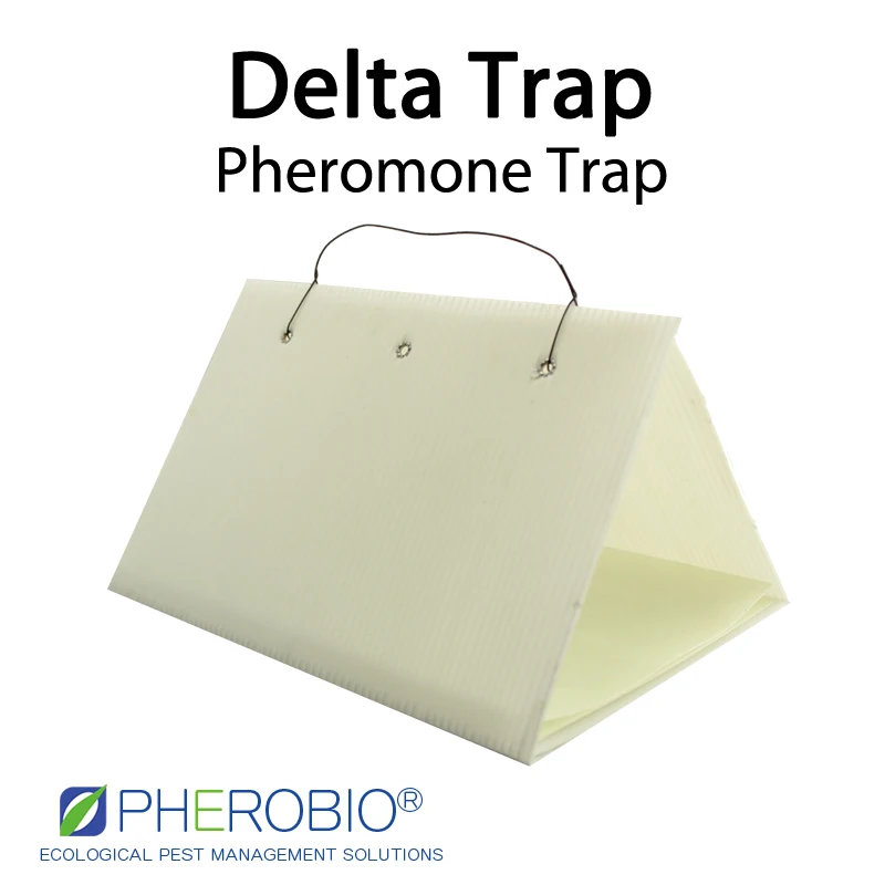 Табака червь вредили assulta феромон приманка