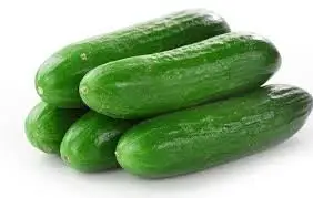Vegetables Green Fresh Cucumber for Sale Best Price Style Small Weight Origin