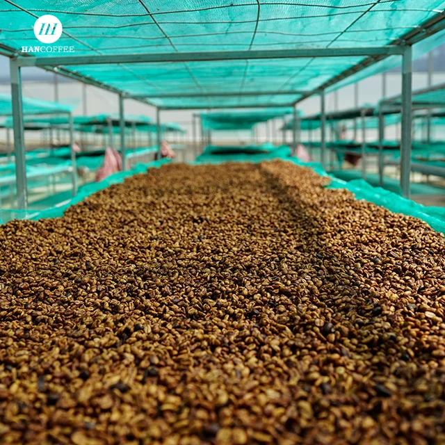 Vietnamese Coffee Factory Raw Coffee Bean High Quality Beans Wholesale