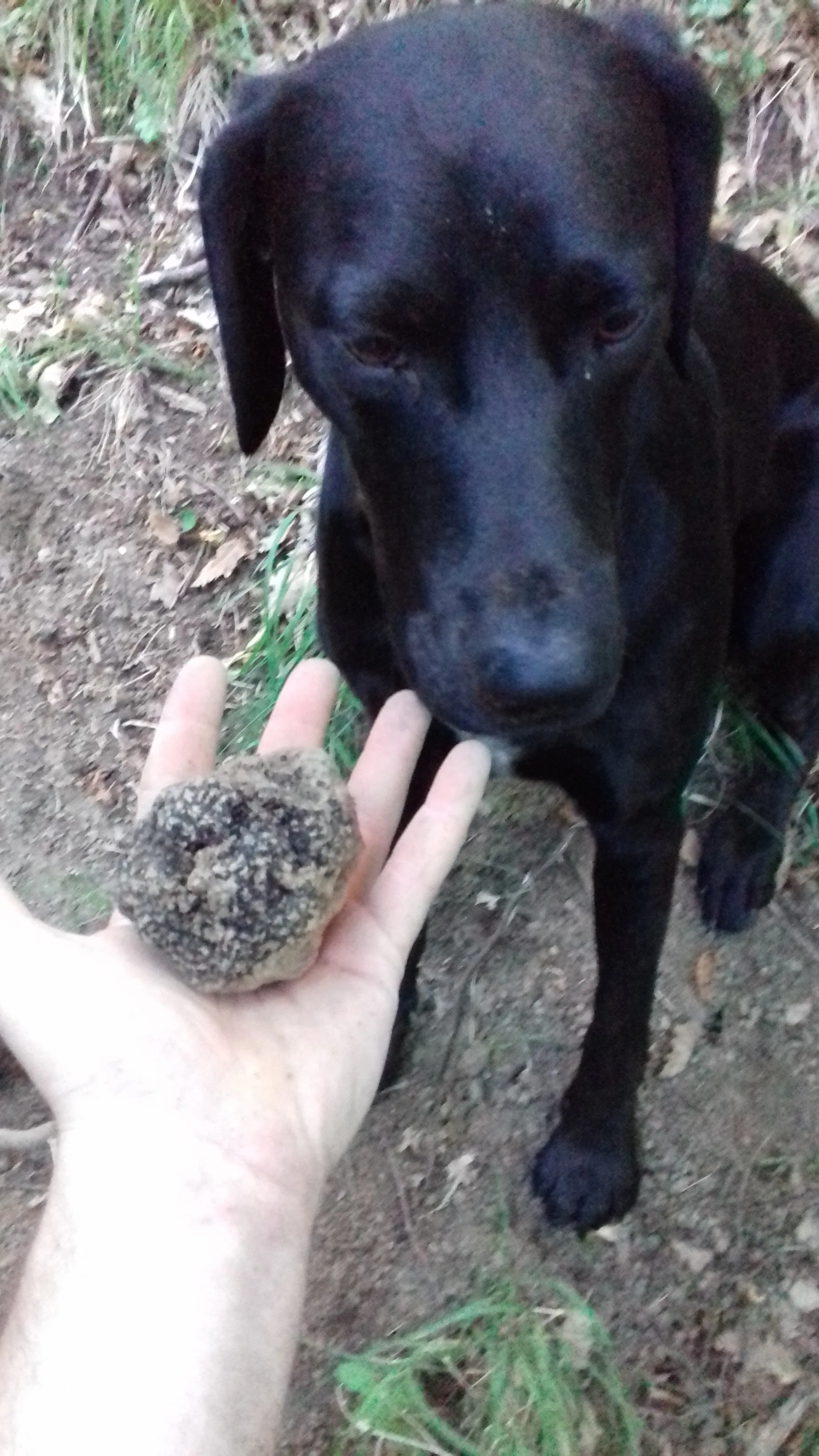 
 Черная трюфель (клубничный меланоспор) Tartufo nero di Norcia  