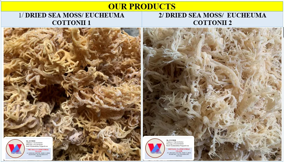 Premium Purple Sea Moss/making Sea Moss Gel/irishmoss/seamoss Ms