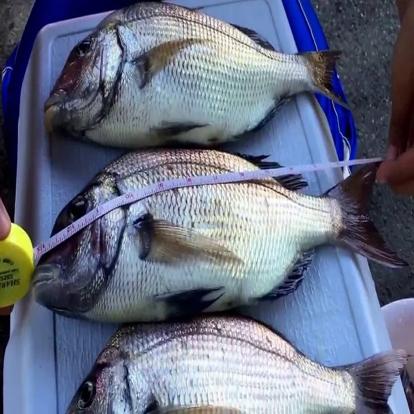 冷凍レッドポーギーフィッシュ Buy Porgy魚 冷凍タチウオ魚 赤メロンディスカス魚 Product On Alibaba Com