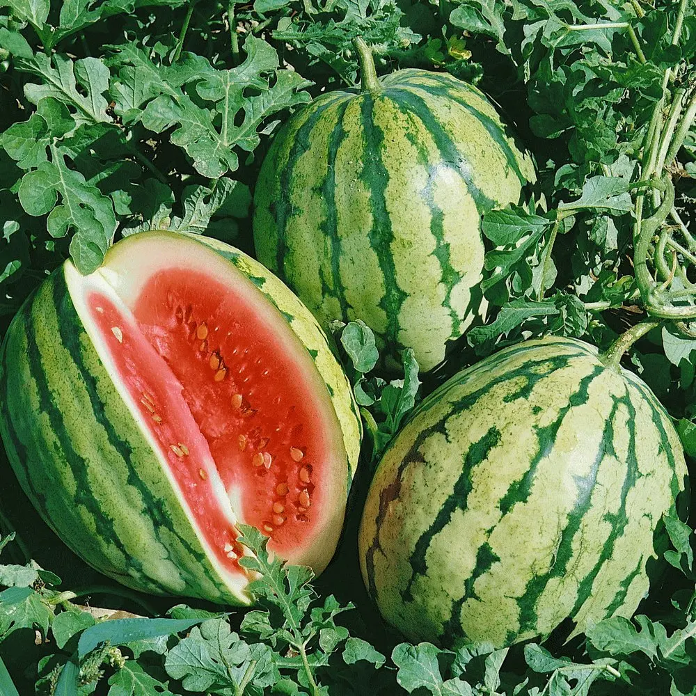premium supplier of good quality natural dried water melon seeds