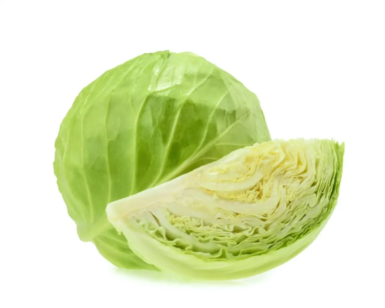 fresh green cabbage from new crop