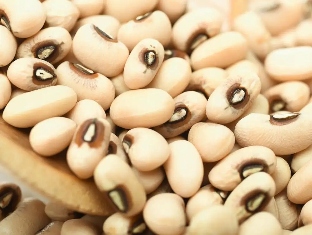 Quality White Black Eyed Cowpea/ Beans