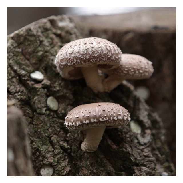 Уксус пермана 500 мл, лучший корейский полезный фруктовый экстракт, напиток, сушеный и консервированный продукт уксуса пермана