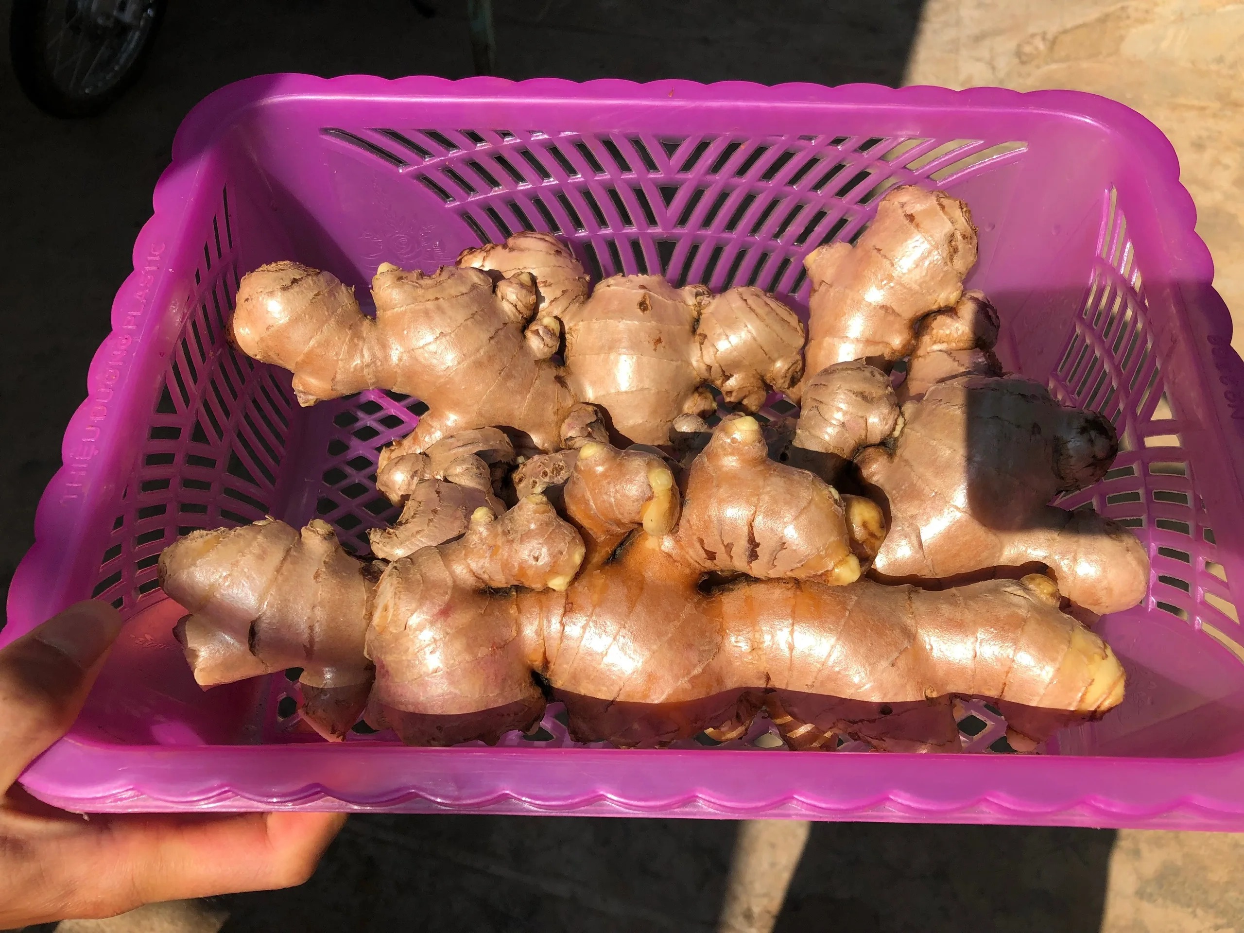 High Quality Fresh Elephant Ginger From Vietnam 2022 Fresh Ginger