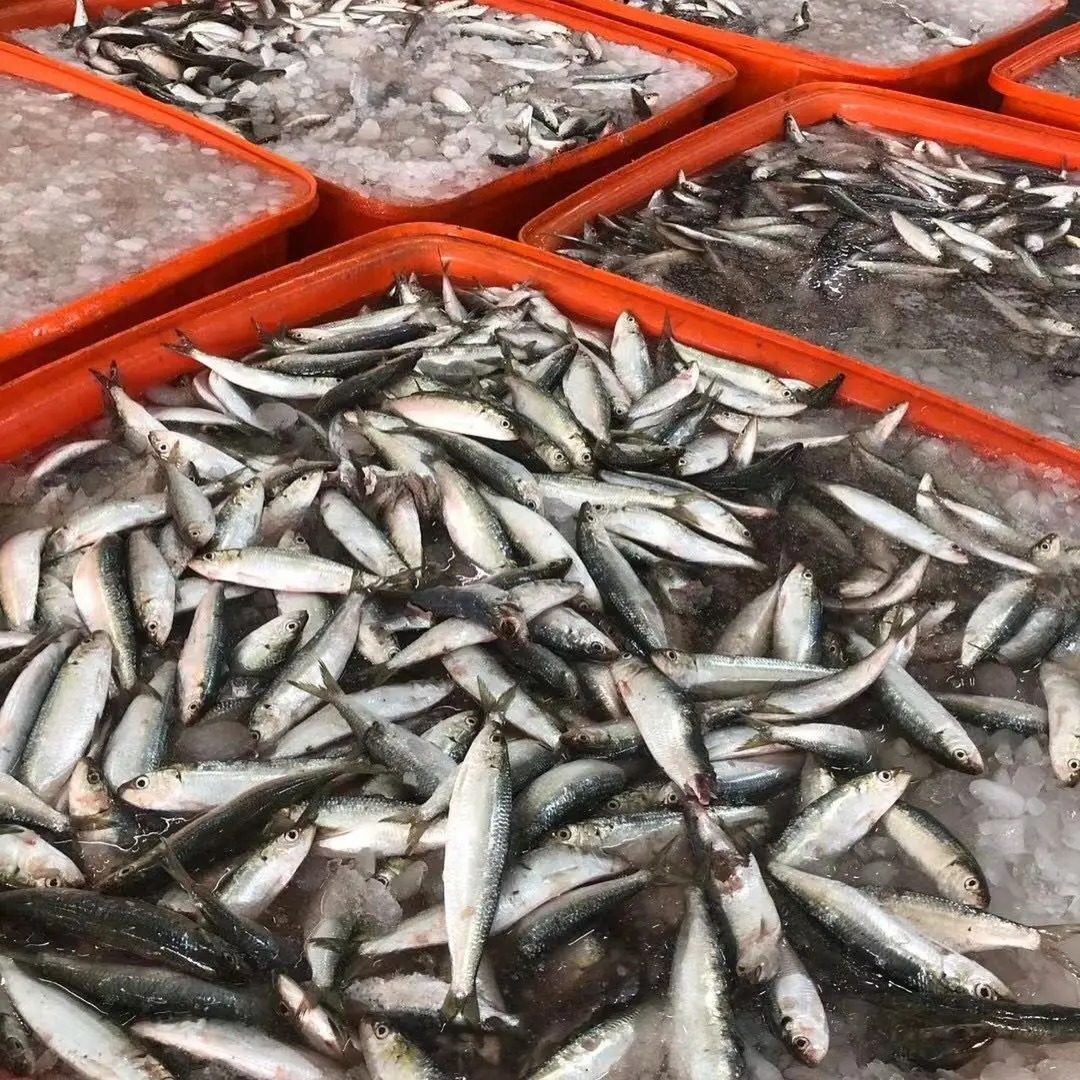 冷凍bqf丸型イワシ魚と価格冷凍イワシ Buy ニュージーランド冷凍魚 冷凍魚モロッコrihab魚 すべてのタイプのイワシ魚 Product On Alibaba Com
