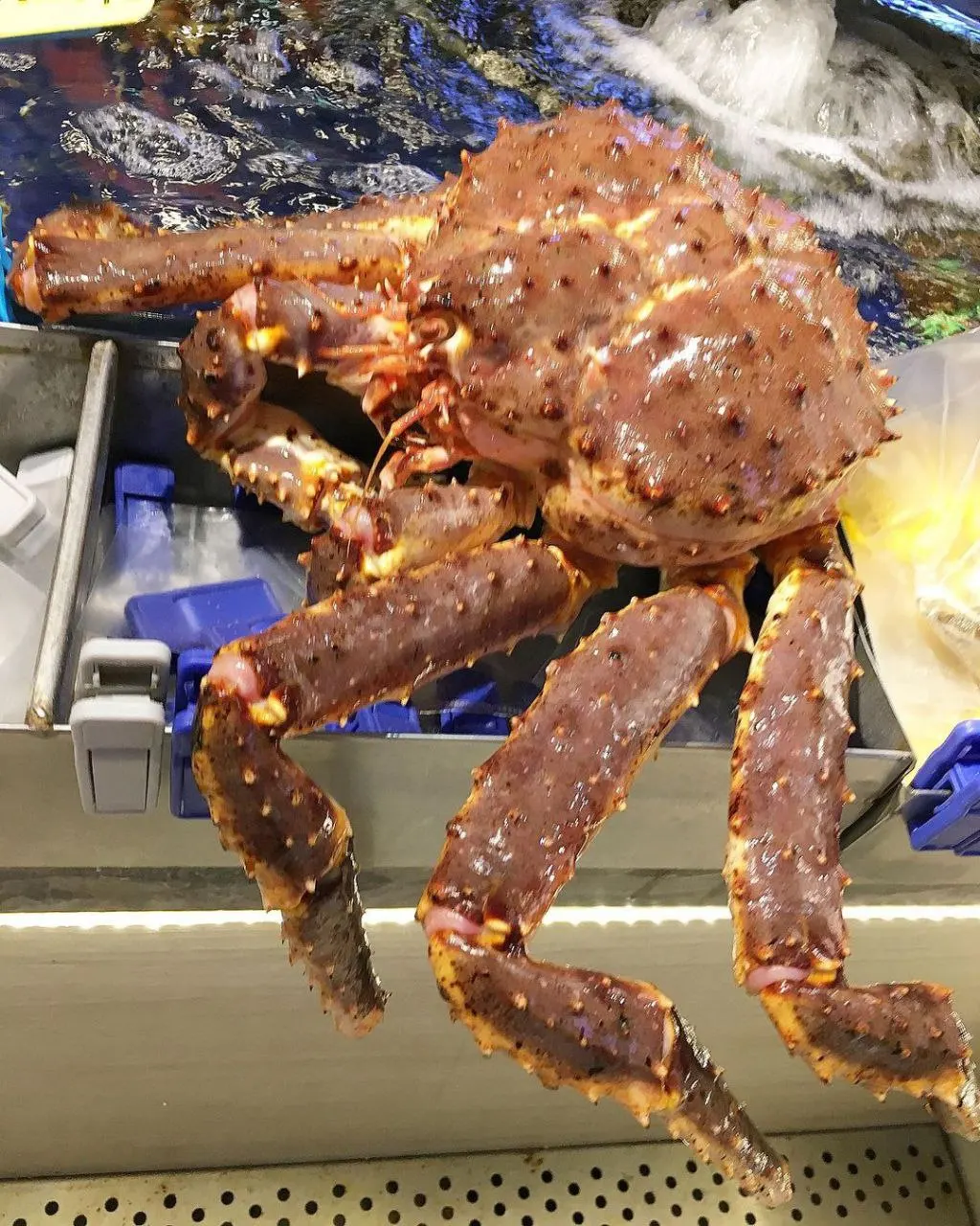 live red king crab