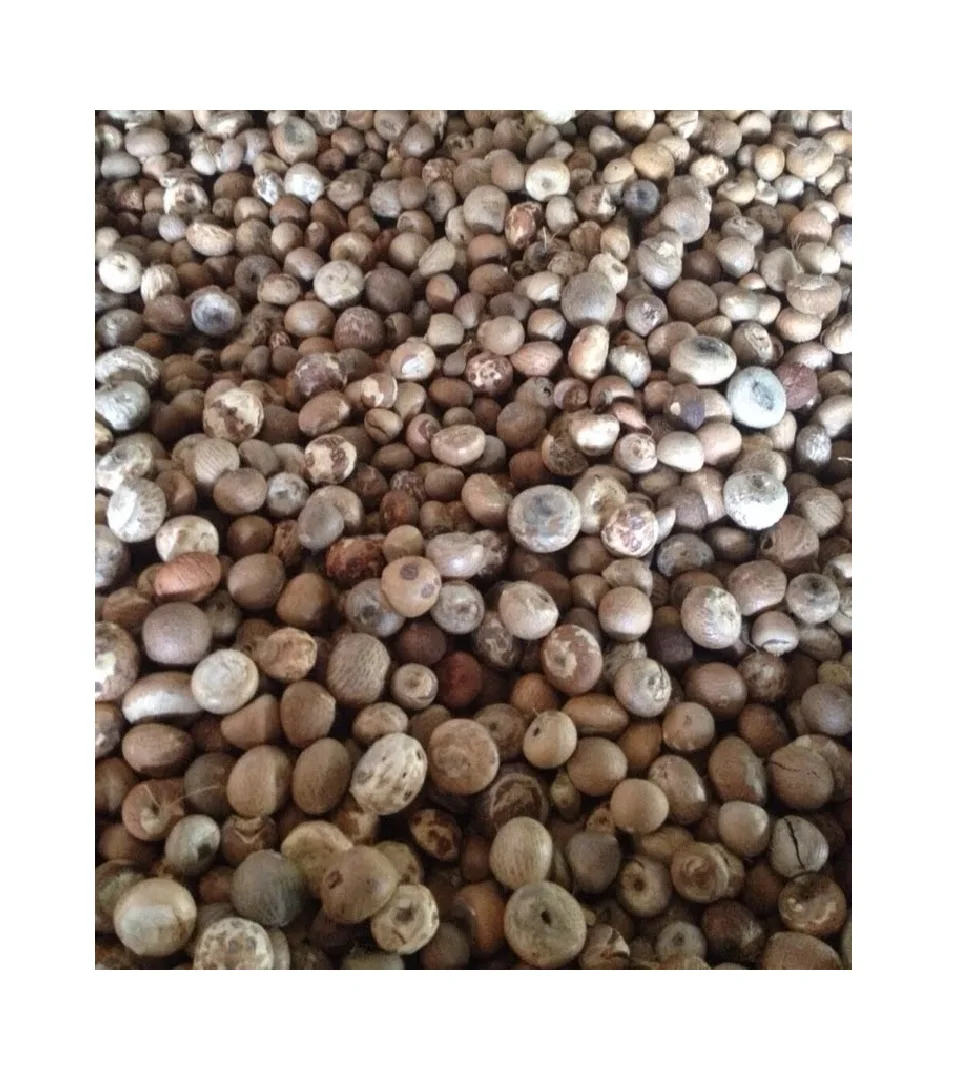 Высококачественный орех BETEL из Вьетнама/сушеный орех ARECA/супарари (Жасмин: + 84 37 461 9429)