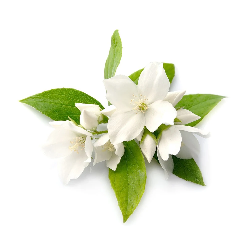 Indian Jasmine Grandiflora Absolute Jasmine Absolute Essential At Best Price Buy Jasmine Absolute Oil Jasmine Grandifab Solute Essential Oil Jasmine Oil Absolut Jasmine Auriculatum Absolute Jasmine Absolute Pr Jasmine Absolute Price Jasmine