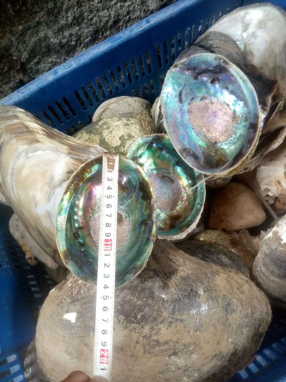 All'ingrosso Conchiglie Naturali Di ABALONE, Grandi Conchiglie Da Spiaggia IN Varie Dimensioni - Foto 6