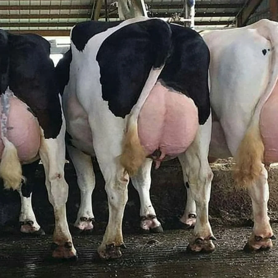 Pregnant White Live Giant Inflatable Holstein Livestock Cattle and Fresh Eggs