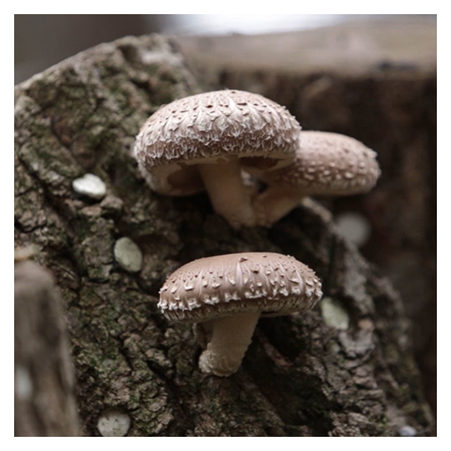 
White Flower Dongko Wholesale Mushroom for Family Health Korean Agriculture Food Sliced Dried Truffle & Shiitake Mushroom 