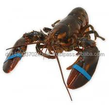 LOBSTERS  (26).jpg