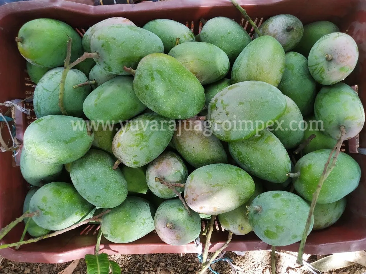 Mangga katak