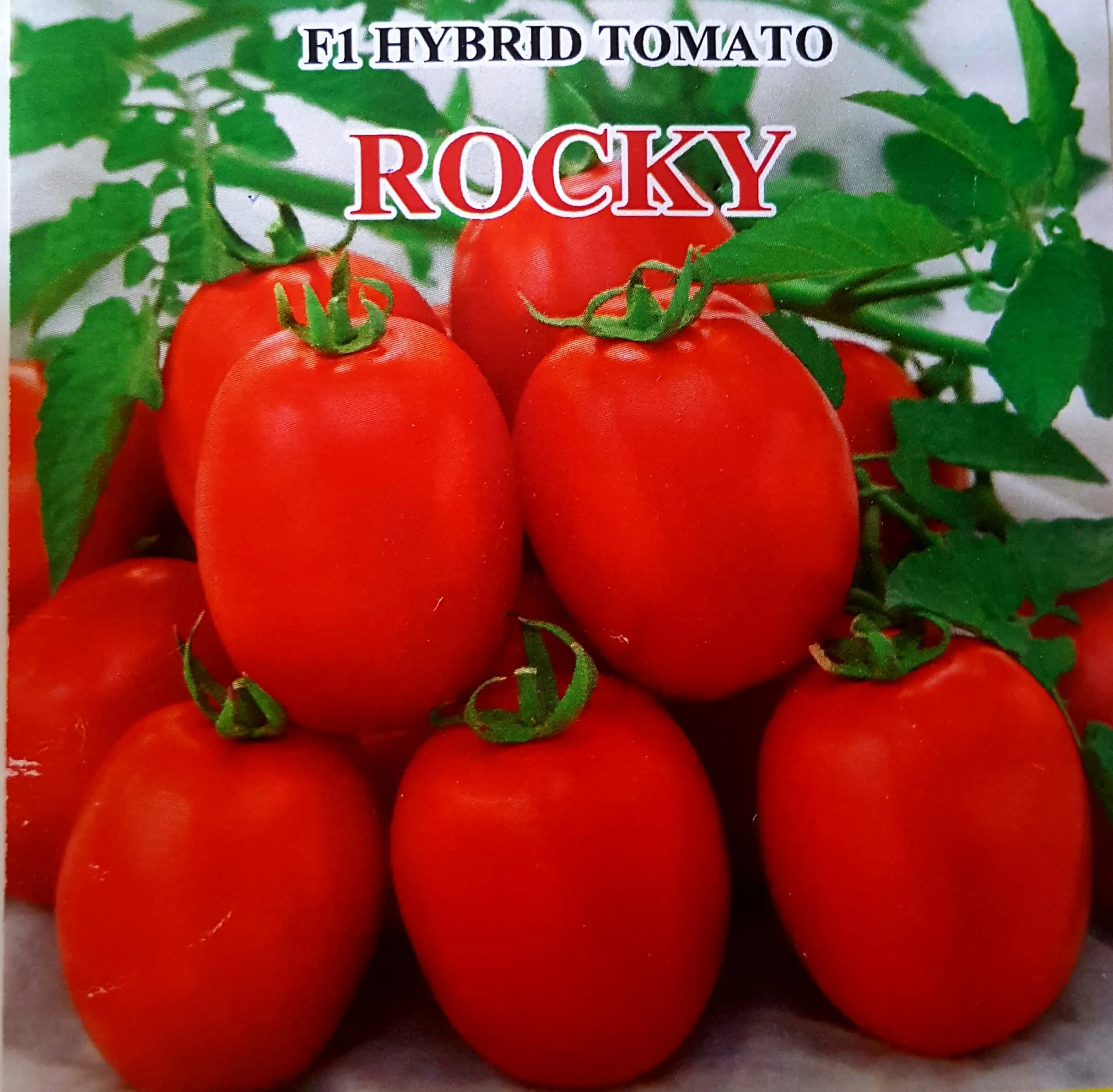 Tomato Hybrid Rocky F1 Seeds Buy Hybrid Tomato Seeds Greenhouse Tomato Seed Quality Tomato Seeds Product On Alibaba Com