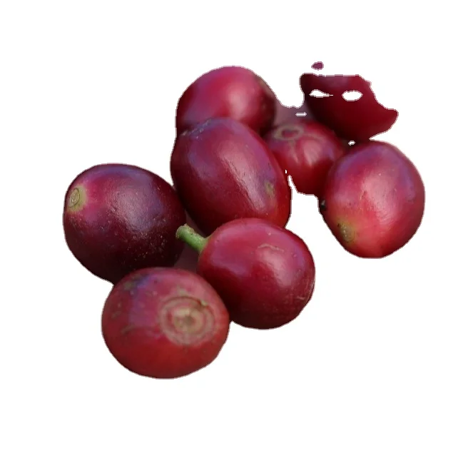 
Жареные кофейные зерна Robusta из Вьетнама кофейные зерна по выгодной цене 