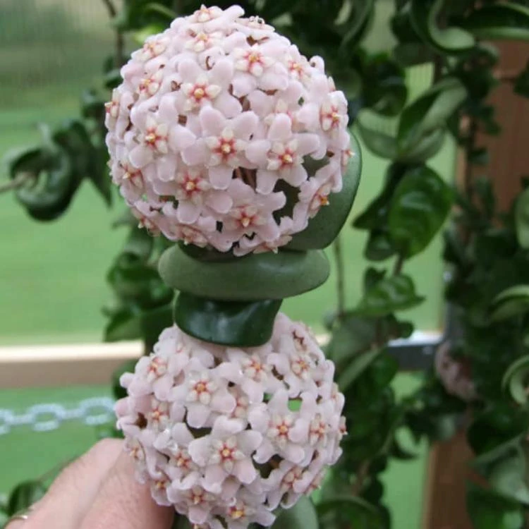 Hoya Compacta Buy Flower Plant Hoya Product On Alibaba Com