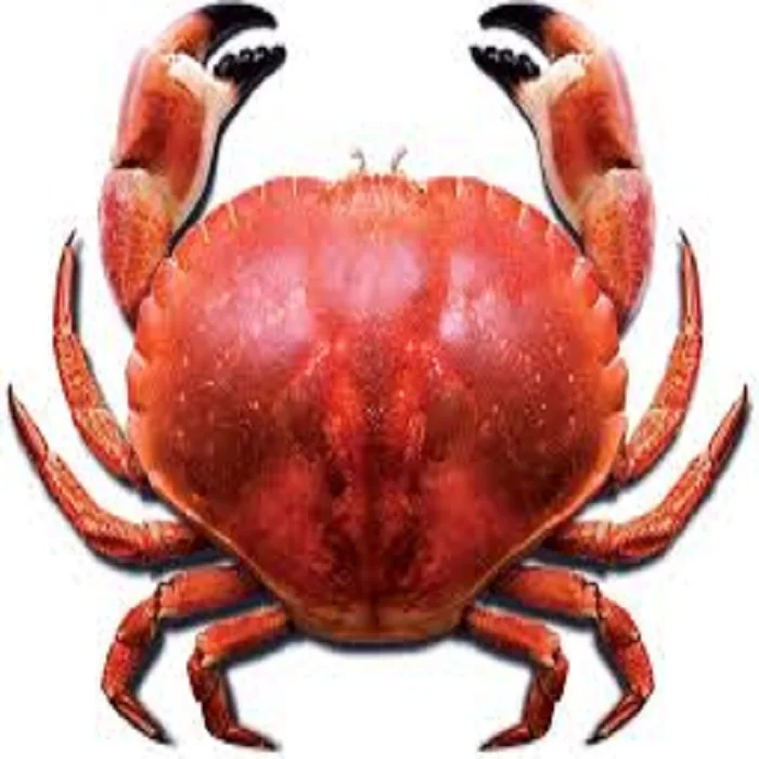 mud crab wholesaler frozen whole vannamei shrimp tiger shrimp