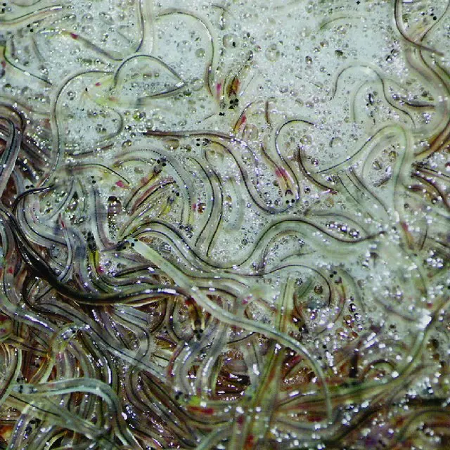 eel fish glass fish fillet fresh and frozen conger eel fresh