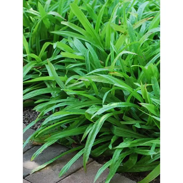 Carex Plantaginea Seersucker Sedge Rumput Hias Ukuran 1 Wadah Cerah Dedaunan Hijau Buy Abadi Tanaman Hidup Rumput Tanaman Product On Alibaba Com