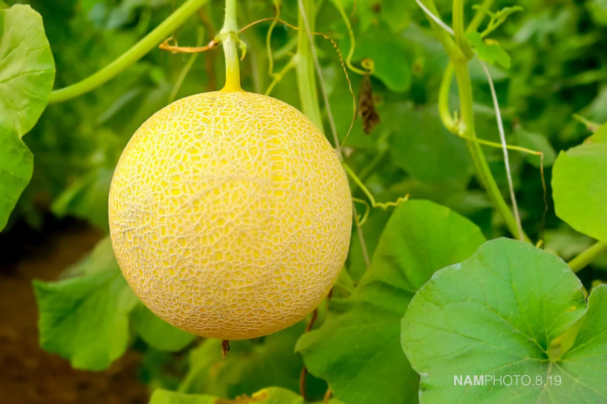 Свежая японская Дыня мускусной дыни из Unifarm Вьетнам