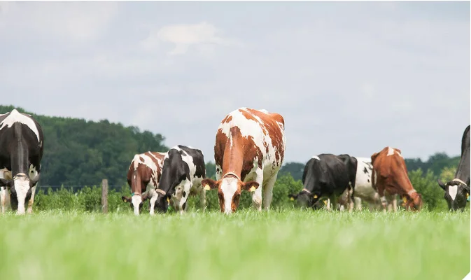 cows (2).png