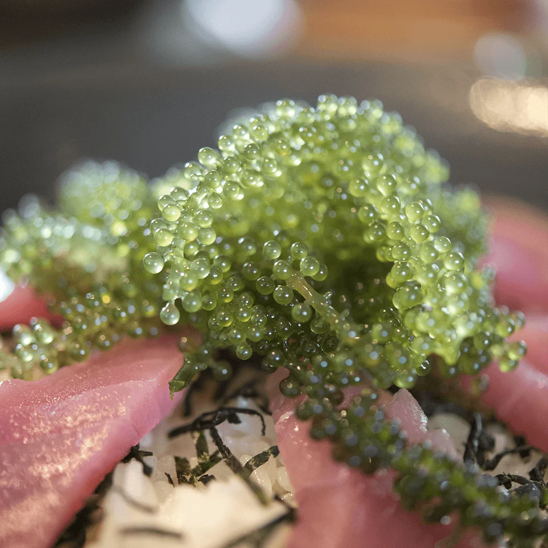 high quality dried sea grapes /grape seaweed/ vivian ha  84 33