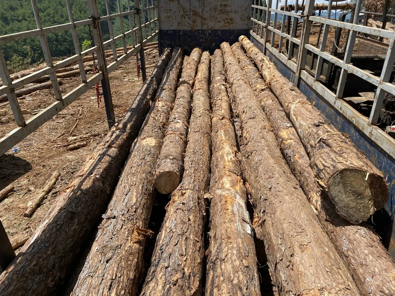 Brown Color Acacia Vietnam Wood Timber Lumber Make Wooden Pallets