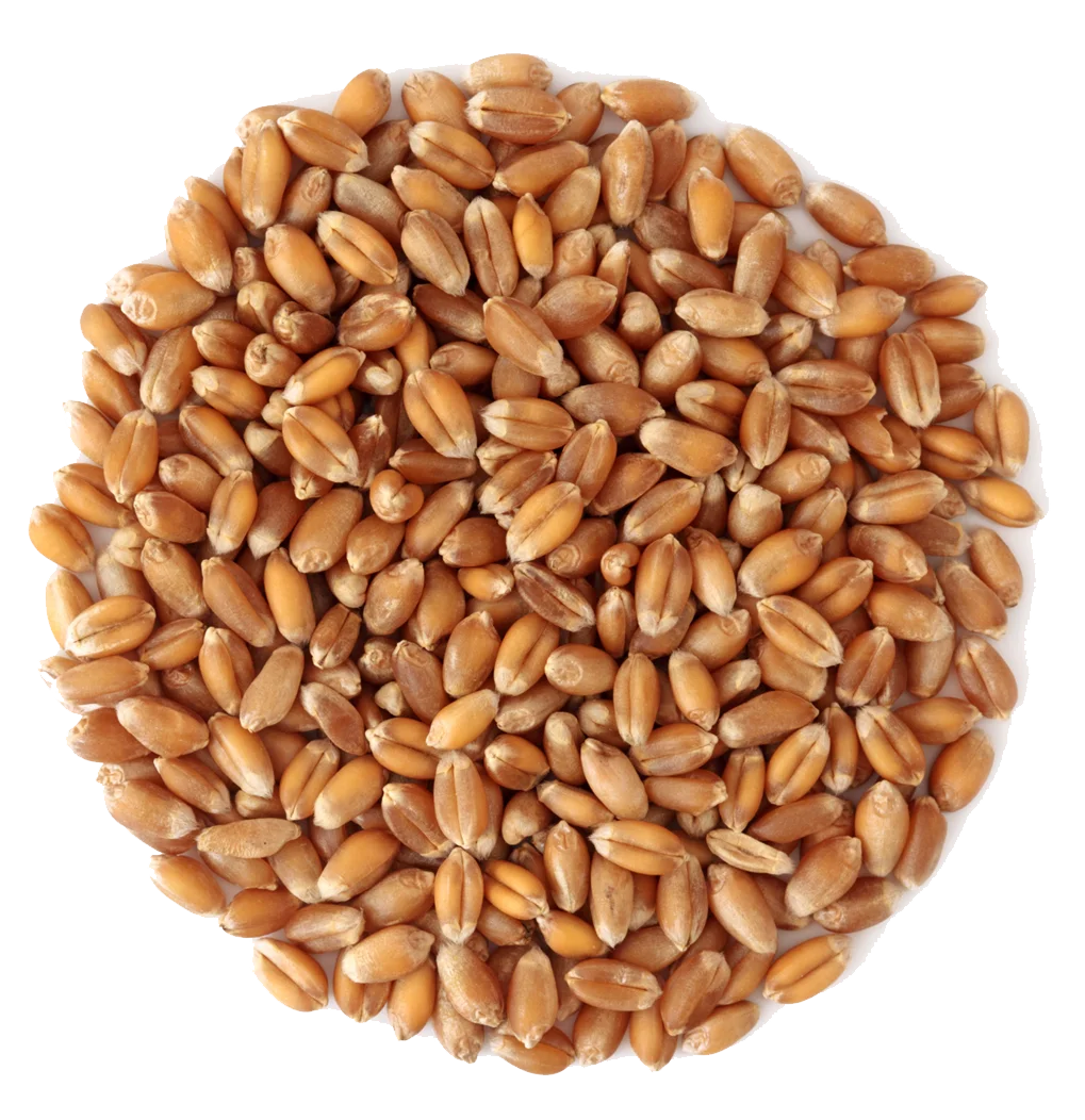 硬白小麦和加拿大质量硬粒小麦 硬质小麦 Buy 散装小麦 硬红冬小麦 小麦糊精product On Alibaba Com