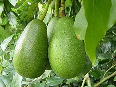 Fresh Avocado Made in Vietnam for Export With the Best Price Standard High Tropical Fruit New 2022