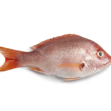 Ikan Snapper Merah Beku Buy Putih Ikan Kakap Putih Ikan Kakap Beku Seluruh Ikan Product On Alibaba Com