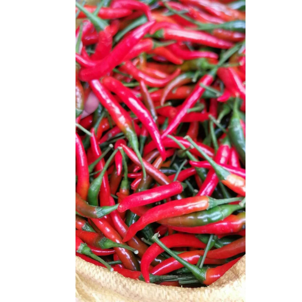 Best quality with best price ready to ship for wholesale made in Vietnam organic chili CO- Certified