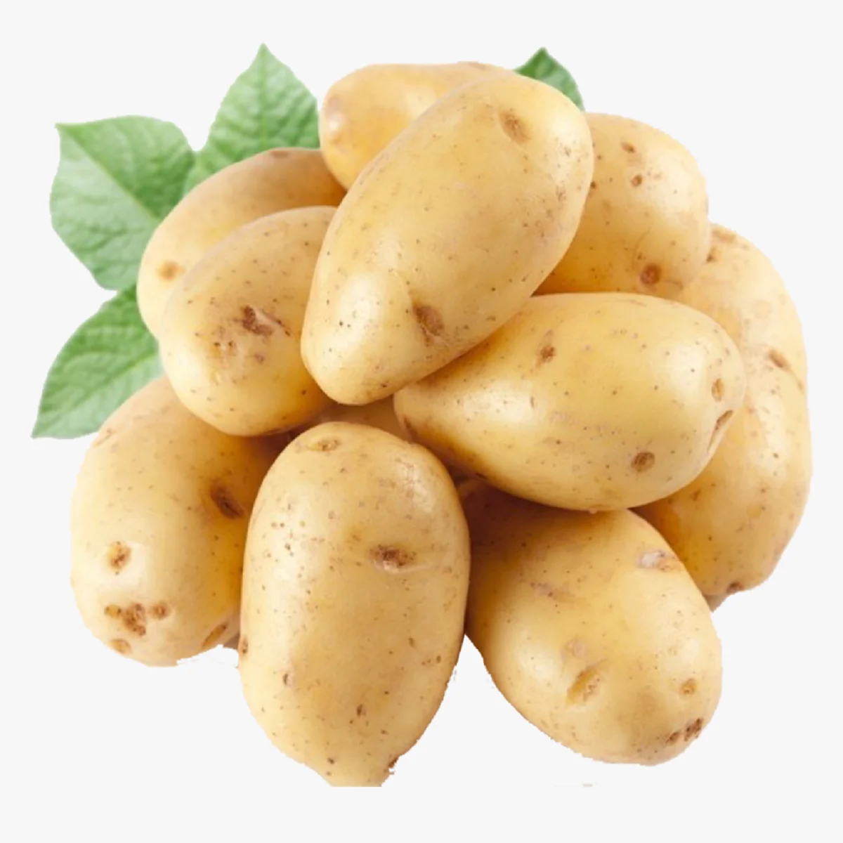 2021 New Fresh Holland Potato