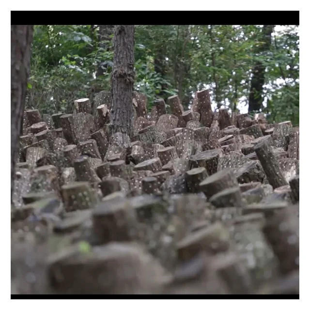 [SMH-45] Корея свежие сушеных грибов шиитаке hyanko из