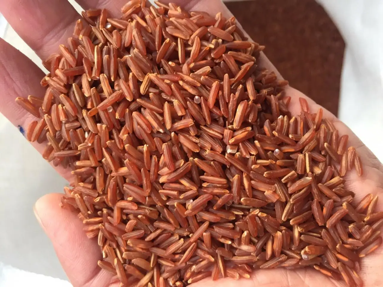 Egyptian Camolino Japonica Sushi Rice Short Round Rice Japanese Rice ...
