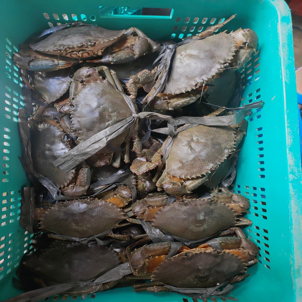 Живой грязевой краб (мужской/женский) краб-scylla