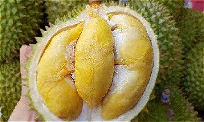 durian (26)