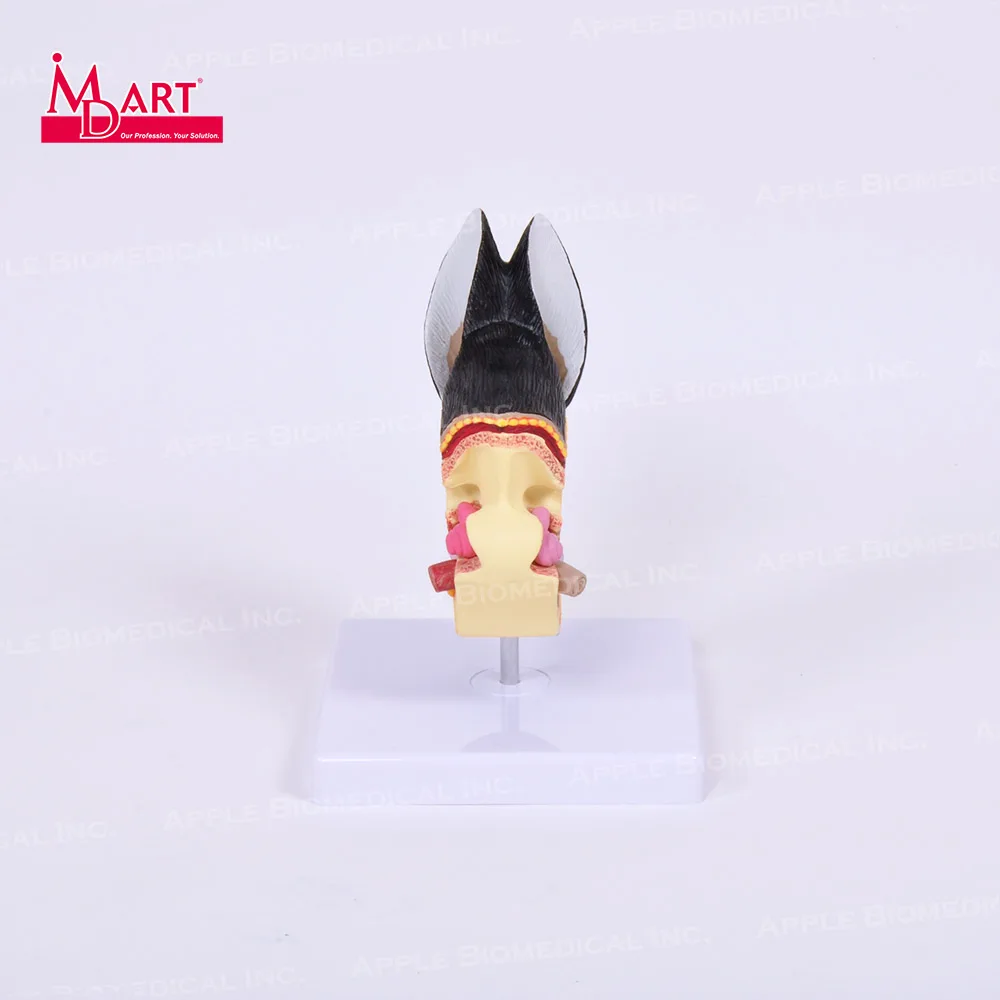 Распродажа образцов здоровых моделей canine ear с воспалением в разных местах