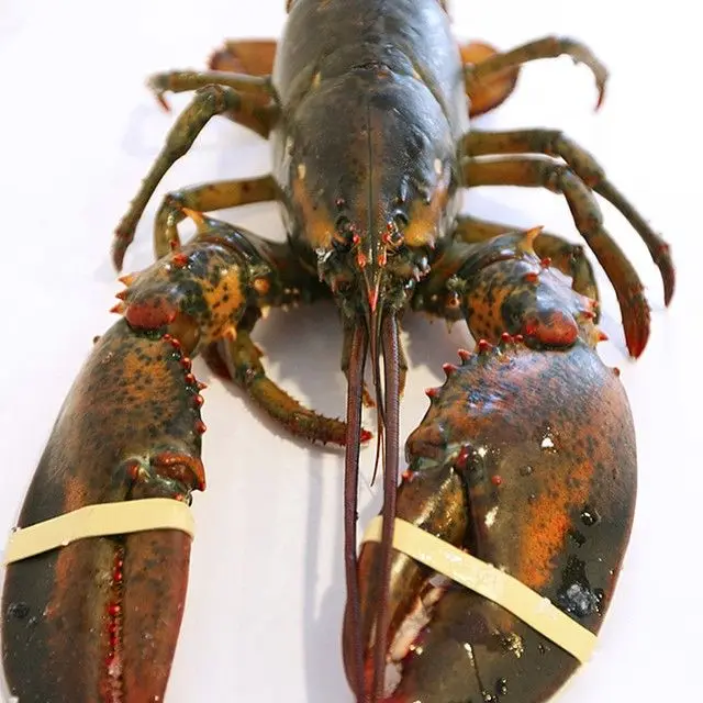 yellow tail lobster