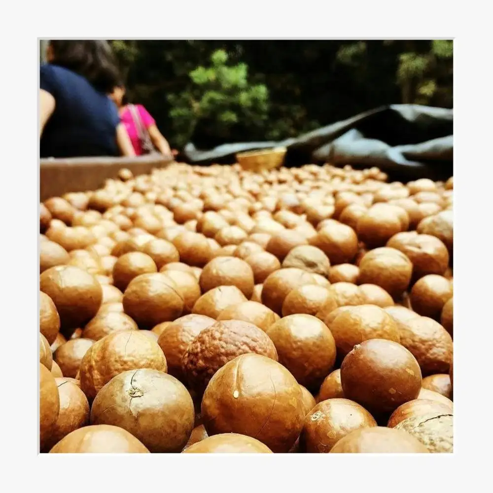 South Africa Macadamia Nuts In The Shell Bulk Supply For Export At Best