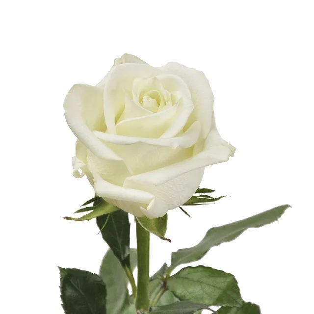 Rosas De Corte Fresco,Sabor Natural,Rosa Blanca,Decoración Fresca De Buena  Calidad - Buy Rosa Blanco Venta Al Por Mayor Profesional De Sabor Natural  De Buena Calidad Flores Frescas Cortar Las Rosas Flores Para