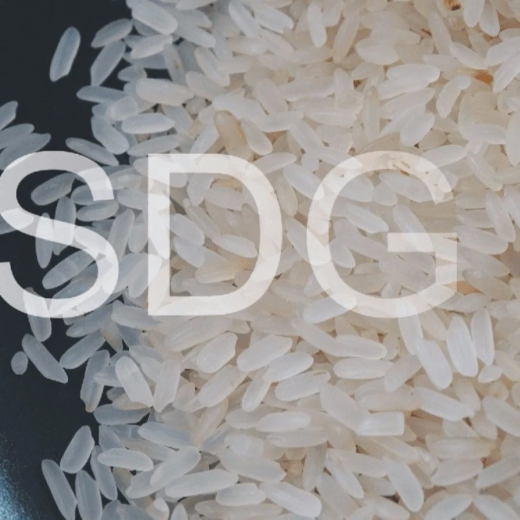 Best White Rice Price Rice Premium Quality Indian Long Grain Organic