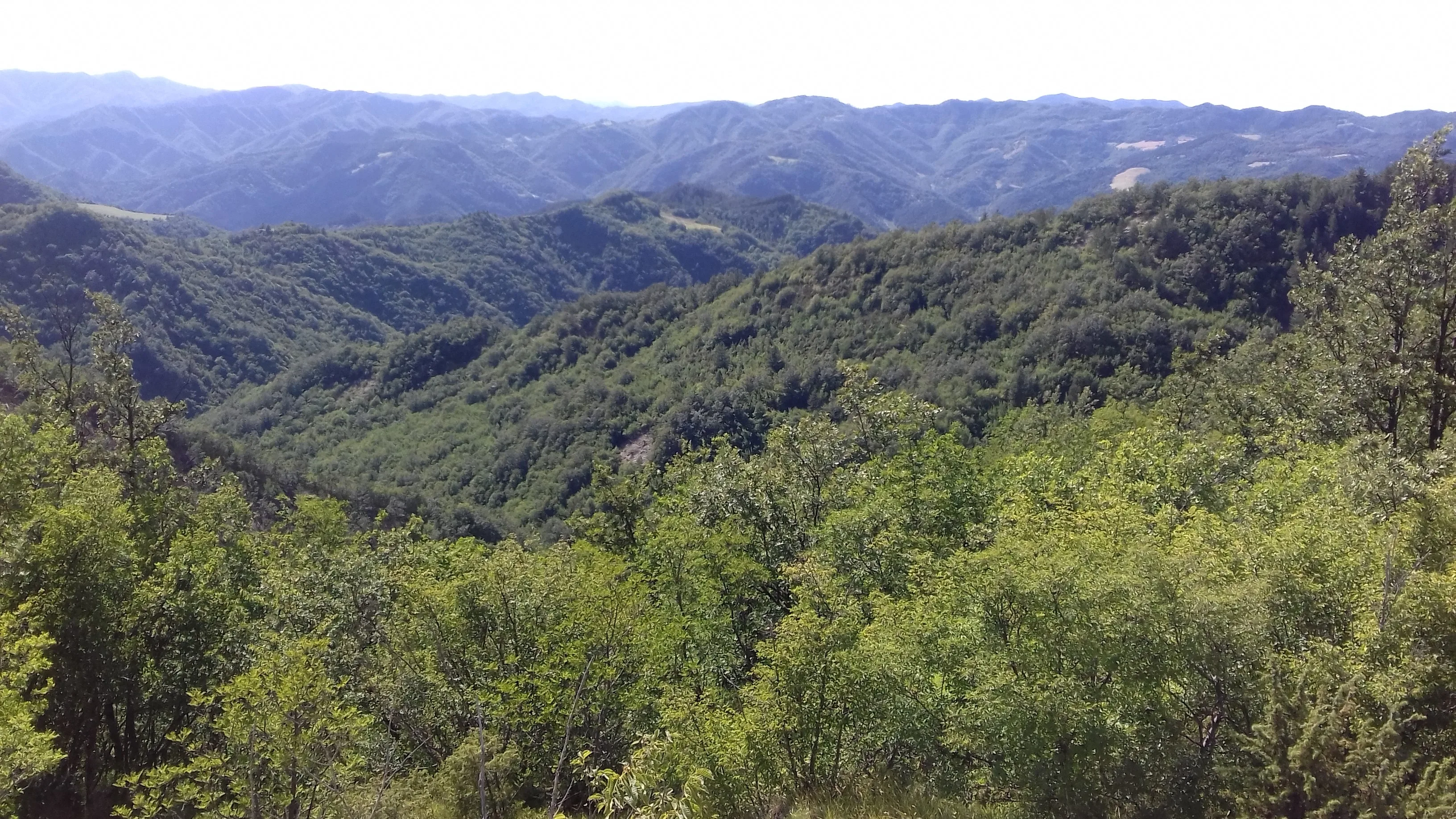 
 Черная трюфель (клубничный меланоспор) Tartufo nero di Norcia  