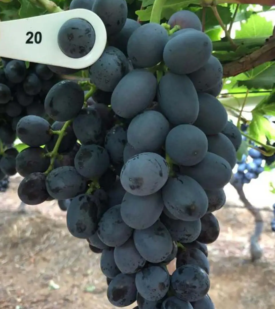 Fresh Grapes Red Seedless Grapes,Green Table Grape Growers 2022 Buy Red Grapes,Cheap Table