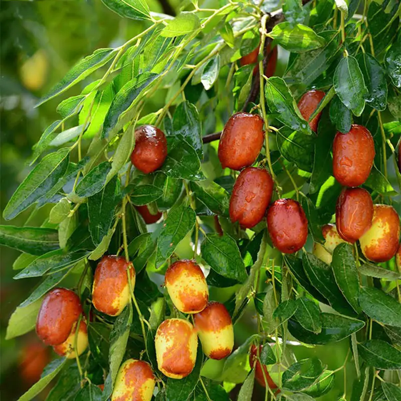 Dried Ziziphus Jujuba In Vietnam Buy Ziziphus Mauritiana Red Chinese Date Tree Edible Fruit Jujube Ziziphus Jujuba Yellow Flower Seeds Chinese Jujube Seedsdried Red Red Date Slice Dates Jujube Ziziphus Chinese Date Fruit